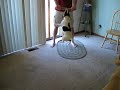 DOG vs. MAILING TUBE