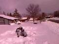 Snow Fight