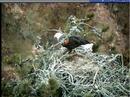 IWS Santa Cruz nest--blue jay & K-10