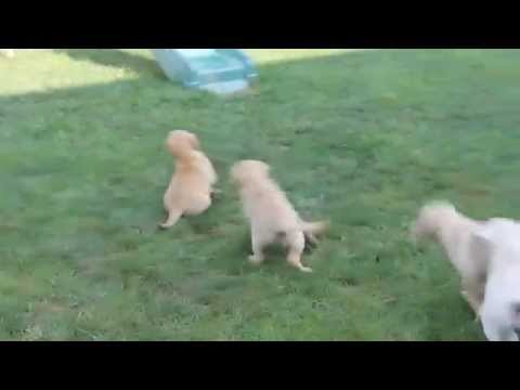 Golden Labrador Puppies For Sale