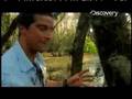 Man vs. Wild - Everglades Camp Platform