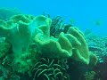 Diving in Bali 3