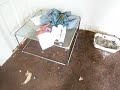 38 cats in efficiency apartment