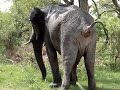 Elephant Opts for both #1 and #2 Elephant Opts for both #1 and #2