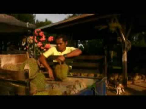 how to harvest durian
