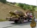 ???? ?????? big turtle,4 tons ???? ?????? big turtle,4 tons