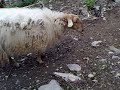 Alrededores de la Bas�lica de Covadonga