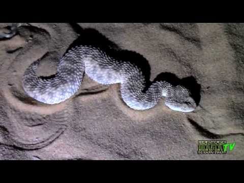 YouTube reptile video