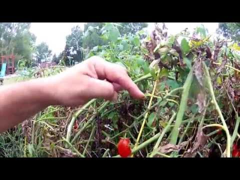 how to ripen tomatoes quickly on the vine