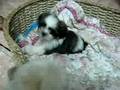 shawnpatrick's shih tzu