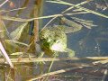 Bullfrog Calling