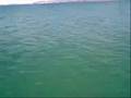 YouTube - Magnetic Island Shark