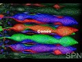 Vision - Light and Neuronal Activity Vision - Light and Neuronal Activity