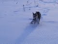 A husky who fetches? A husky who fetches?
