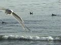 Surfers at Beach, Capitola CA