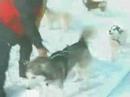 Husky Team Zabljak 2002 Part IV