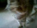 Les chats