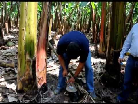 how to fertilize banana trees