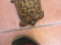 Follow the angry tortoise