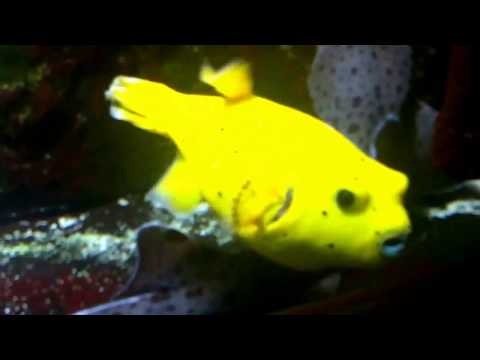 Tropische Meeresfische - Aquarium Berlin - Dezember 201 ...