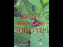 random pics [mostly shiny pics]