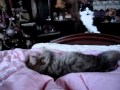 Dance of The Sugar Plum Kitty.wmv