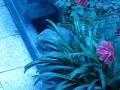 videos de filomena en el jardin
