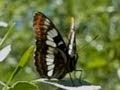 Slow Motion Butterflies - Casio EX-F1 Upscaled to 720p HD