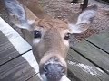 Two Dear Deer
