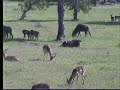 12.30.07 3.40pm NK lots of Wildebeests and youngsters 12.30.07 3.40pm NK lots of Wildebeests and youngsters
