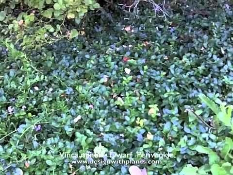 how to transplant vinca vine
