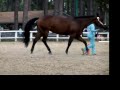 Ima Chocolate Zippo-Quarter Horse For Sale