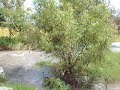 Rio Dulce.mpg