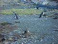 Magellanic Penguins