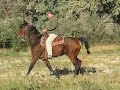 Beautiful Bay Tennessee Walking Horse For Sale