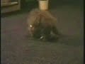 A cat in a bottle. ... Cat in the bottle 