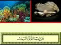 فيديو يتحدث عن الاعجاز العلمي في قول الله تعالى مرج البحرين يلتقيان بينهما برزخ لا يبغيان في سورة الرحمن
