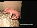 Nebraska Hog Factory - Part 2 Nebraska Hog Factory - Part 2