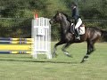 Hunters and Jumpers for sale