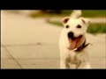 Pedigree - It\ Pedigree - It\