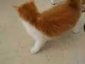 Two Very Hungry Kittens