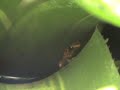 oophaga sylvatica #2 -07/2008