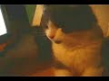 Kitty Seeing xSJPx Videos