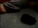Rachaels
