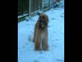 videos de delilah in snow
