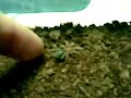 Garez - Chilean Rose Spiderling