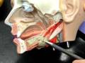 videos de NCC digestive 3 lab practical