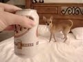 かわいい犬動画