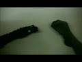 videos de Squizzy