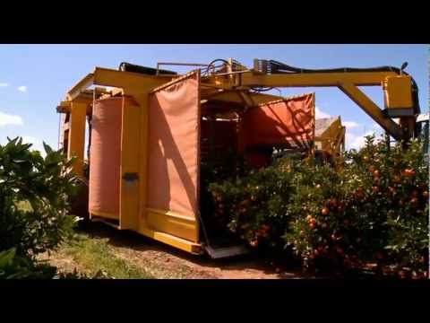 how to harvest oranges